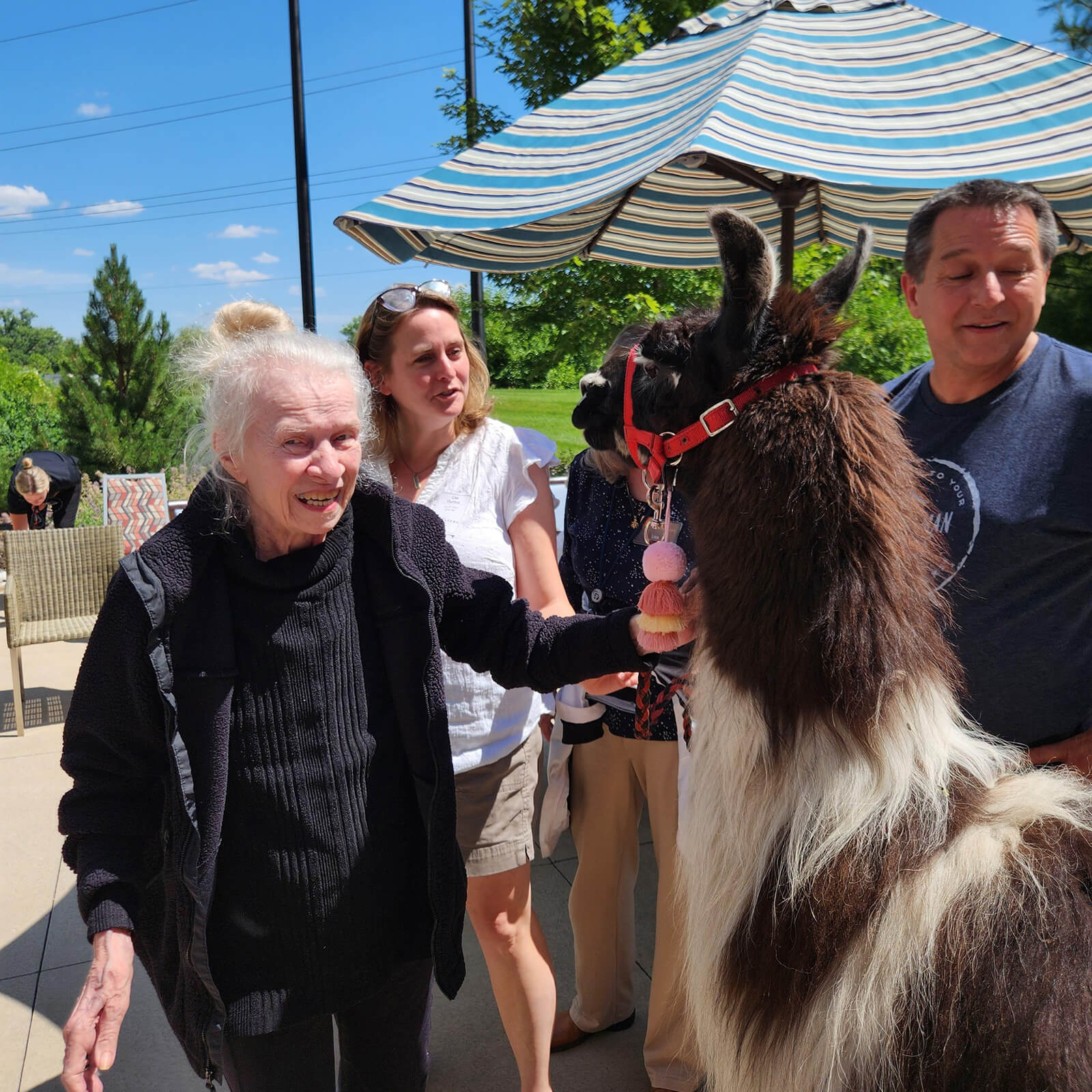 A senior resident at The Waters of Excelsior delightedly interacting with a friendly llama during an animal visitation event.
