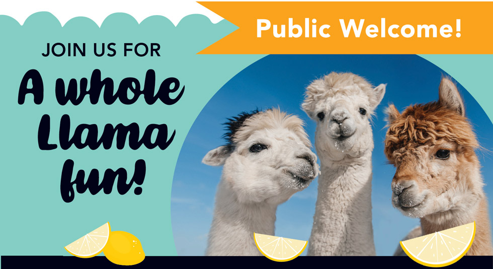 Llamas and Lemonade